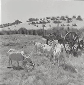 Negative - Goats, Allan Doney, 1950 -1970