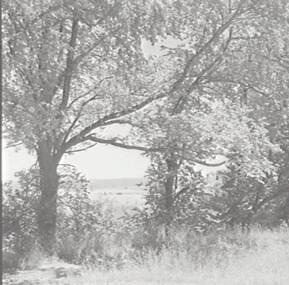 Negative - Wombat Hill Daylesford - Trees, Allan Doney, 1950 -1970