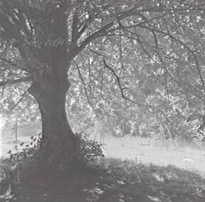 Negative - Wombat Hill Daylesford - Trees, Allan Doney, 1950 -1970