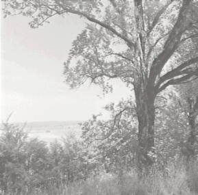 Negative - Wombat Hill Daylesford - Trees, Allan Doney, 1950 -1970