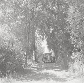 Negative - Wombat Hill Daylesford - Trees and Car, Allan Doney, 1950 -1970