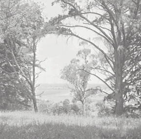 Negative - Wombat Hill Daylesford - Trees, Allan Doney, 1950 -1970