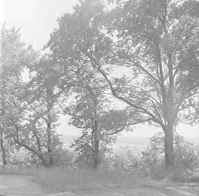 Negative - Wombat Hill Daylesford - Trees, Allan Doney, 1950 -1970