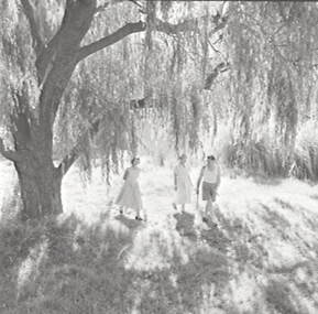Negative - Castlemaine - Willow Tree, Allan Doney, 1950 -1970