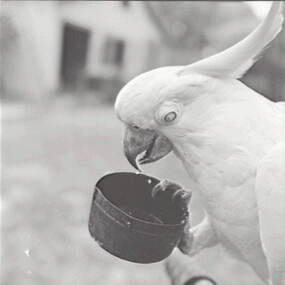 Negative - Bill - Cockatoo, Allan Doney, 1950 -1970