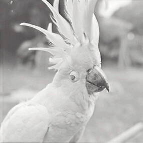 Negative - Bill - Cockatoo, Allan Doney, 1950 -1970