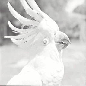 Negative - Bill - Cockatoo, Allan Doney, 1950 -1970