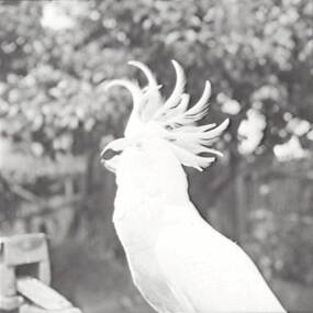 Negative - Bill - Cockatoo, Allan Doney, 1950 -1970