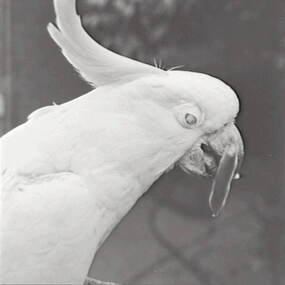 Negative - Bill - Cockatoo, Allan Doney, 1950 -1970