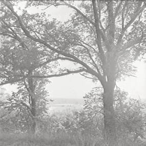 Negative - Wombat Hill Daylesford - Trees, Allan Doney, 1950 -1970