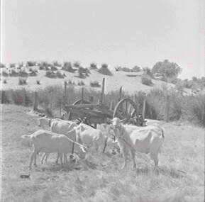 Negative - Goats - Mullock Heaps - Cart, Allan Doney, 1950 -1970