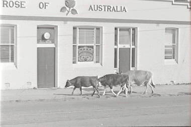 Negative - Rose of Australia Hotel, Allan Doney, 1950 -1970