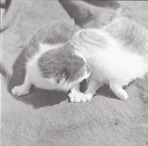 Negative - Cats, Allan Doney, 1950 -1970
