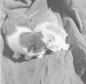 Negative - Cats, Allan Doney, 1950 -1970