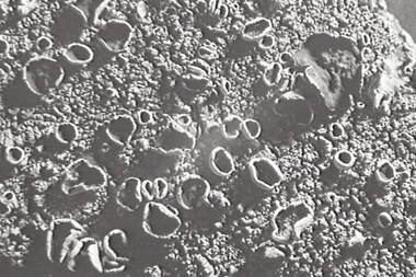 Negative - Lichen, Allan Doney, 1950 -1970