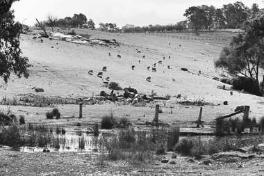 Negative - Farm - Sheep - Rocky Hills, Allan Doney, 1950 -1970
