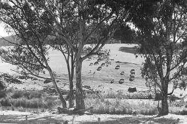 Negative - Farm - Sheep - Rocky Hills, Allan Doney, 1950 -1970