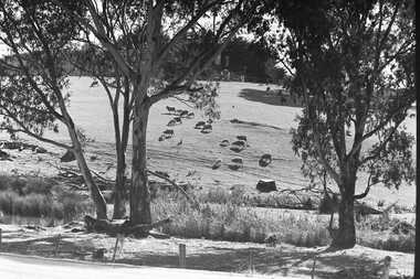 Negative - Farm - Sheep - Rocky Hills, Allan Doney, 1950 -1970