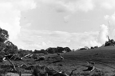 Negative - Farm - Sheep - Hills - Trees, Allan Doney, 1950 -1970