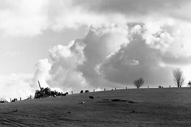 Negative - Farm - Sheep - Hills - Trees, Allan Doney, 1950 -1970