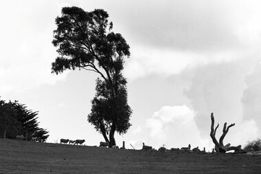 Negative - Farm - Sheep - Hills, Allan Doney, 1950 -1970