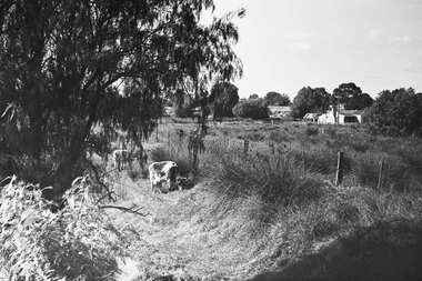 Negative - Cows - Paddock - Housing - Trees, Allan Doney, 1950 -1970