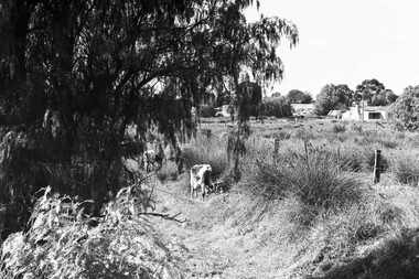 Negative - Cows - Paddock - Housing - Trees, Allan Doney, 1950 -1970