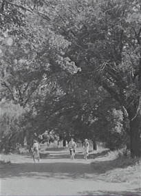 Negative - Weeroona, Allan Doney, 1950 -1970