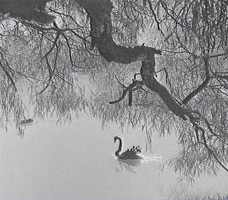 Negative - Lake and Swan, Allan Doney, 1950 -1970