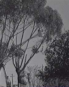 Negative - Gum Trees Pruning, Allan Doney, 1950 -1970
