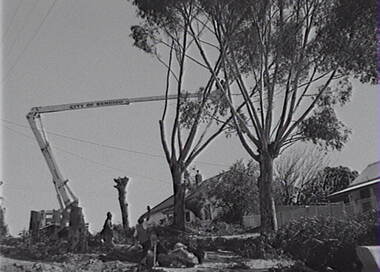 Negative - Gum Trees Pruning, Allan Doney, 1950 -1970