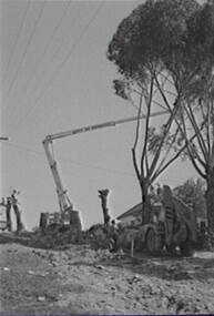 Negative - Gum Trees Pruning, Allan Doney, 1950 -1970