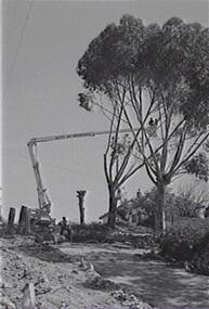Negative - Gum Trees Pruning, Allan Doney, 1950 -1970