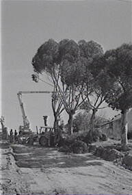 Negative - Gum Trees Pruning, Allan Doney, 1950 -1970