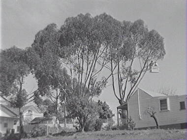 Negative - Gum Tree Pruning - Houses, Allan Doney, 1950 -1970