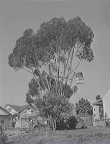 Negative - Gum Tree Pruning - Houses, Allan Doney, 1950 -1970