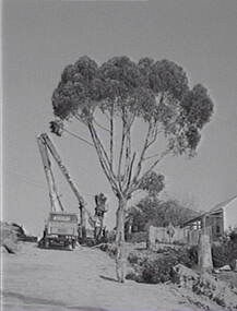 Negative - Gum Tree Pruning - Through Window, Allan Doney, 1950 -1970