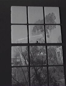 Negative - Gum Tree Pruning - Through Window, Allan Doney, 1950 -1970