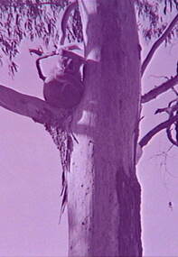 Negative - Kolas - Mt Alexander, Allan Doney, 1950 -1970
