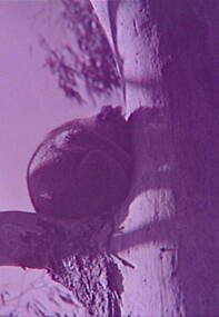 Negative - Kolas - Mt Alexander, Allan Doney, 1950 -1970