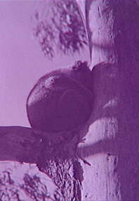 Negative - Kolas - Mt Alexander, Allan Doney, 1950 -1970