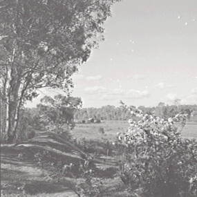 Negative - Kangaroo Flat - Rural - House - Trees, Allan Doney, 1950 -1970