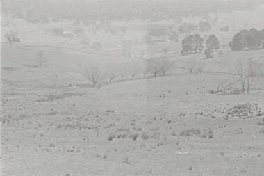 Negative - Tooborac - Rocky Hills - Sheep, Allan Doney, 1950 -1970