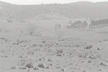 Negative - Tooborac - Rocky Hills - Sheep, Allan Doney, 1950 -1970