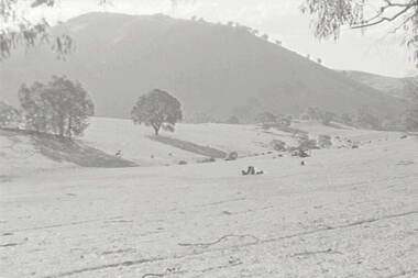 Negative - Lancefield - Rocky Hills - Sheep, Allan Doney, 1950 -1970