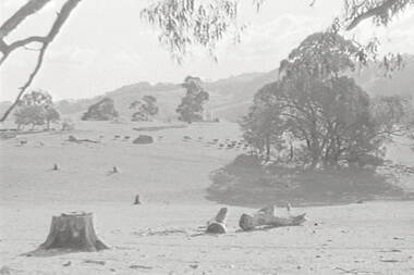 Negative - Lancefield - Rocky Hills - Sheep, Allan Doney, 1950 -1970