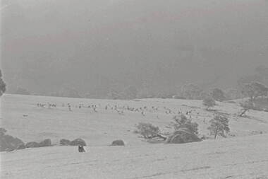 Negative - Lancefield - Rocky Hills - Sheep, Allan Doney, 1950 -1970