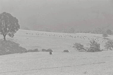 Negative - Lancefield - Rocky Hills - Sheep, Allan Doney, 1950 -1970