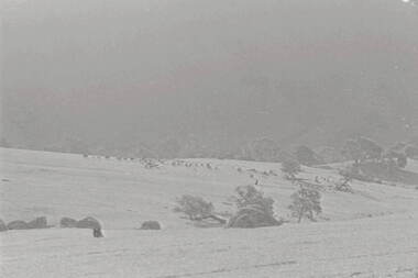 Negative - Lancefield - Rocky Hills - Sheep, Allan Doney, 1950 -1970