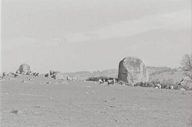Negative - Lancefield - Rocky Hills - Sheep, Allan Doney, 1950 -1970